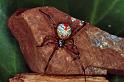 Latrodectus_hasselti_D3493_Z_85_E. of Nuendah homestead_Australie